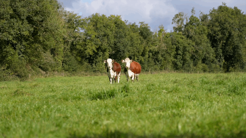 Screenshot 2025-10-21 130310