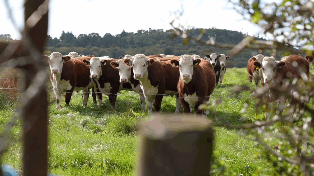 Screenshot 2025-10-21 130345