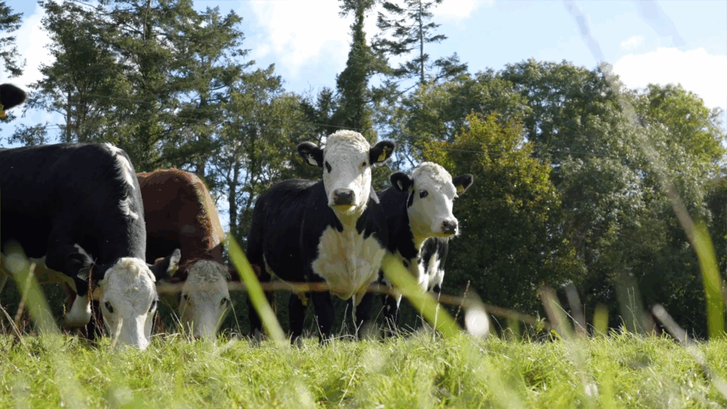 Screenshot 2025-10-21 130442