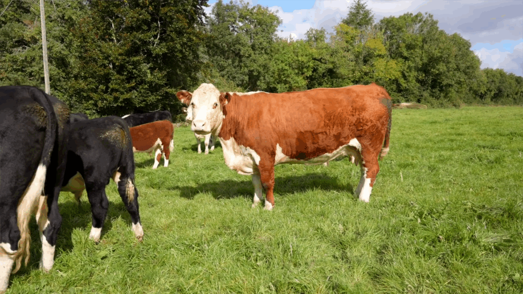 Screenshot 2025-10-21 130738