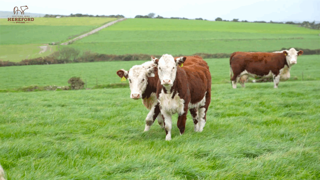 Screenshot 2025-12-08 114525