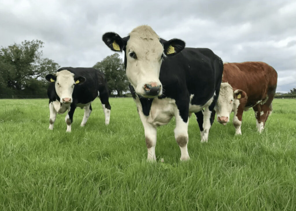 2020 Hereford Photo Competition