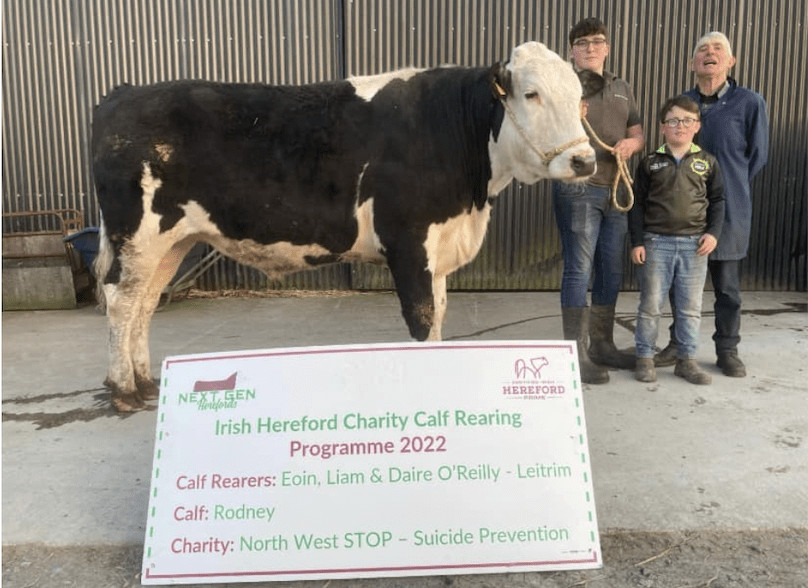 Irish Hereford Prime Charity Calf Rearing Program