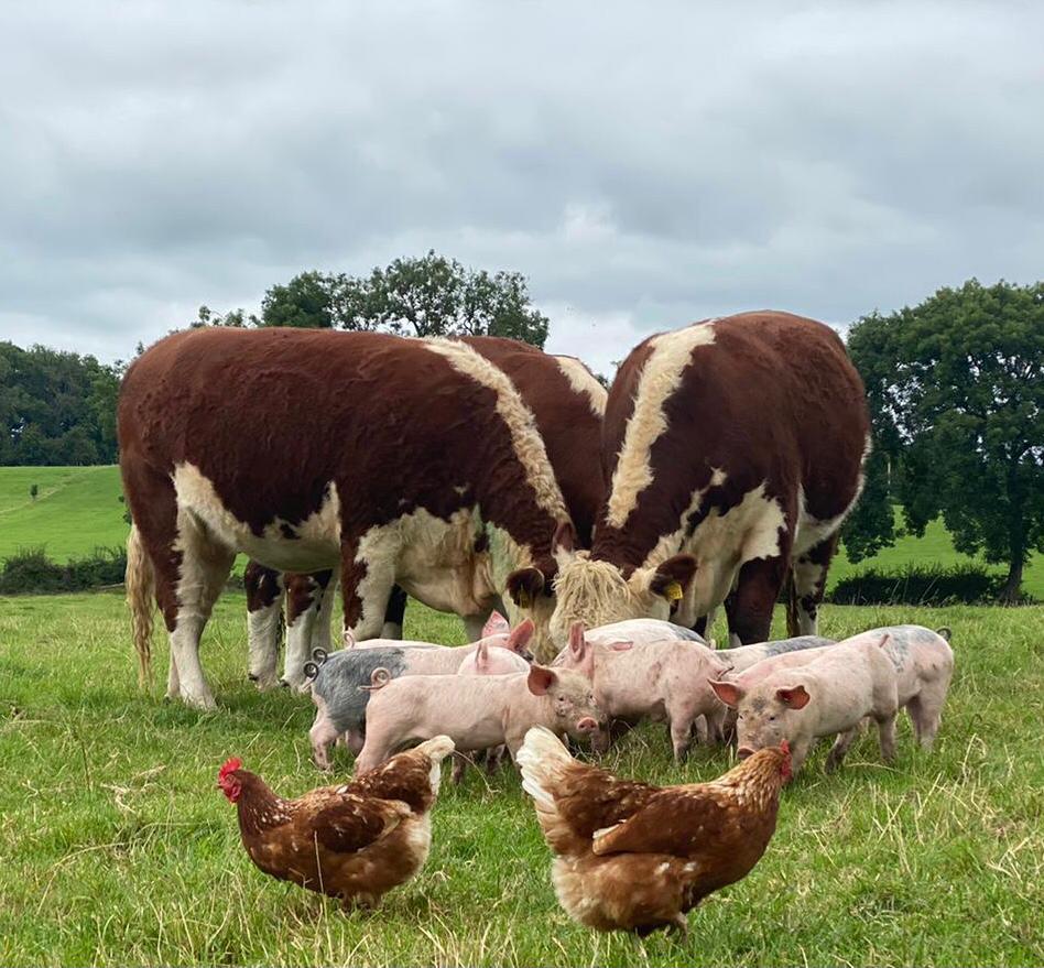Annual Hereford Photo Competition