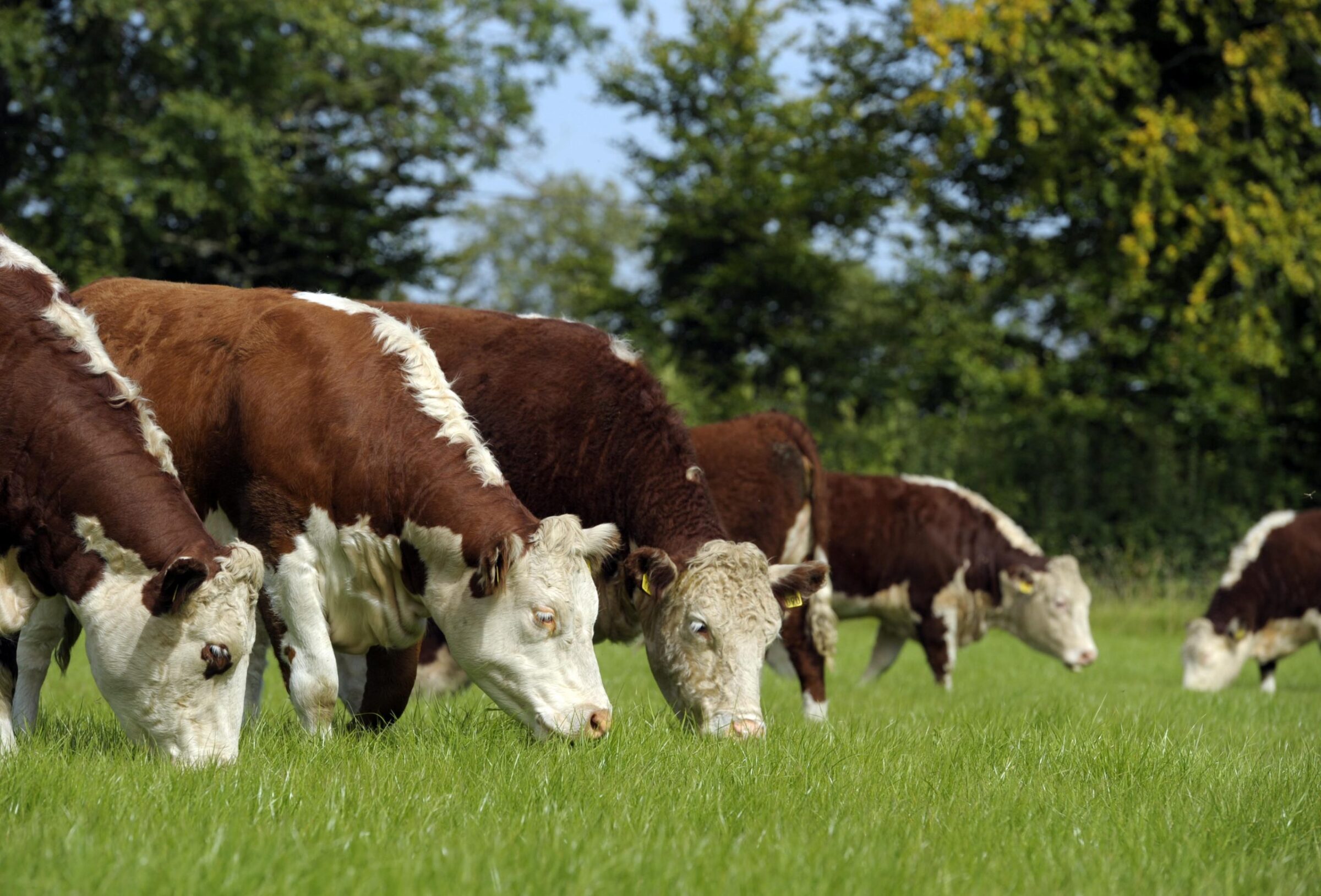 Irish Hereford Cows