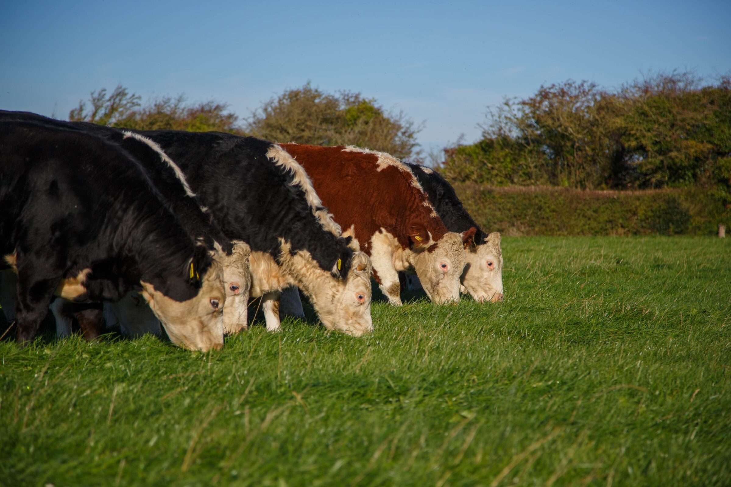 Our Hereford Beef
