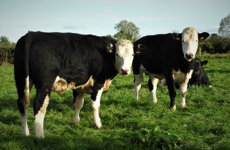 Farmer of the Year 2019