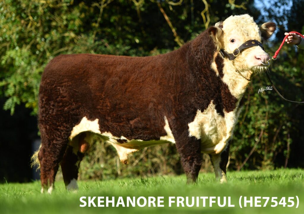 Hereford Beef Genetics Sustainability Program