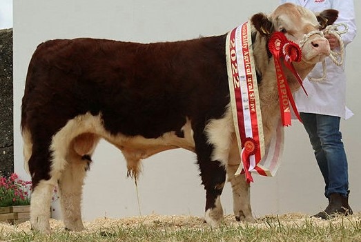 Irish Hereford Prime Beef Sustainability Program – 5 Star Bulls