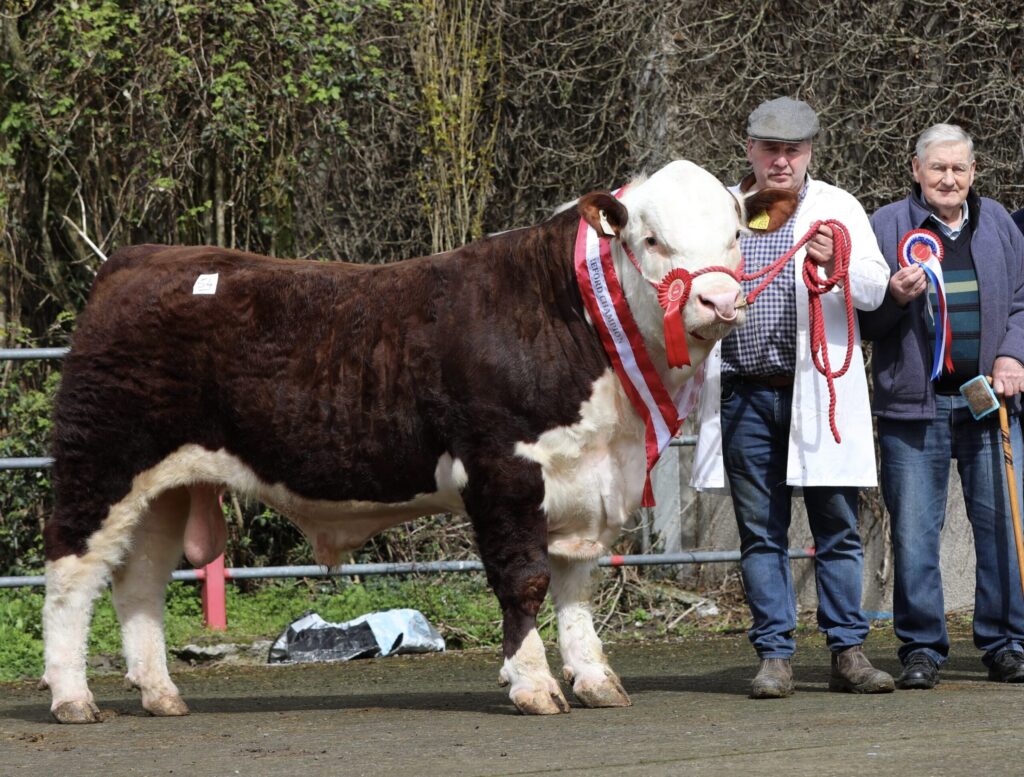 Final Hereford Spring Show & Sale set for Nenagh on May 16th