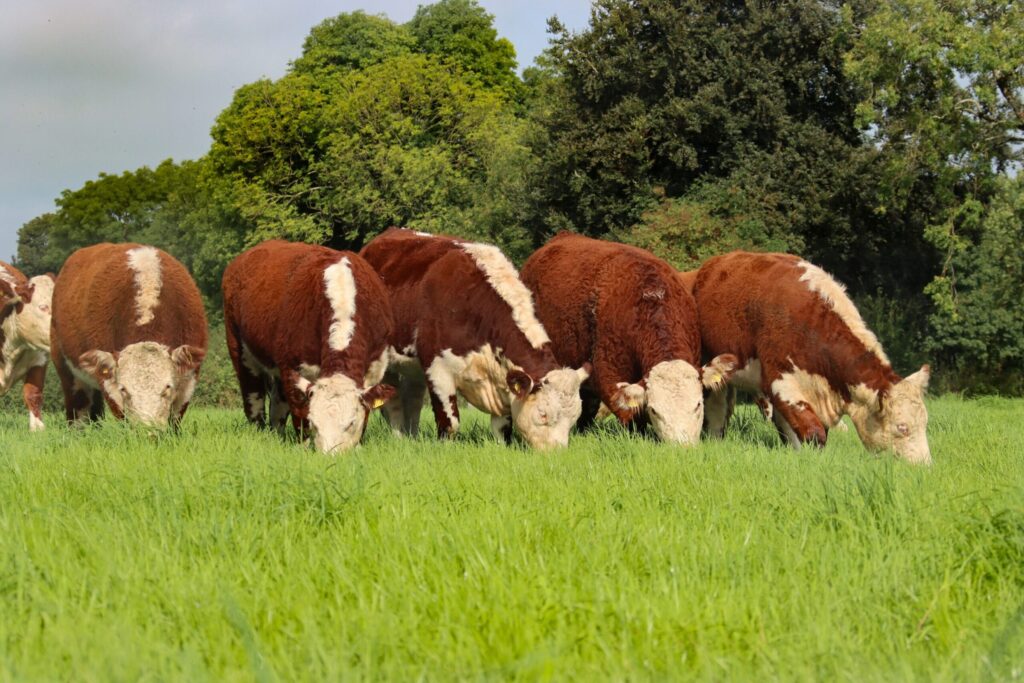 New Hereford Off-Season Bonus Launched