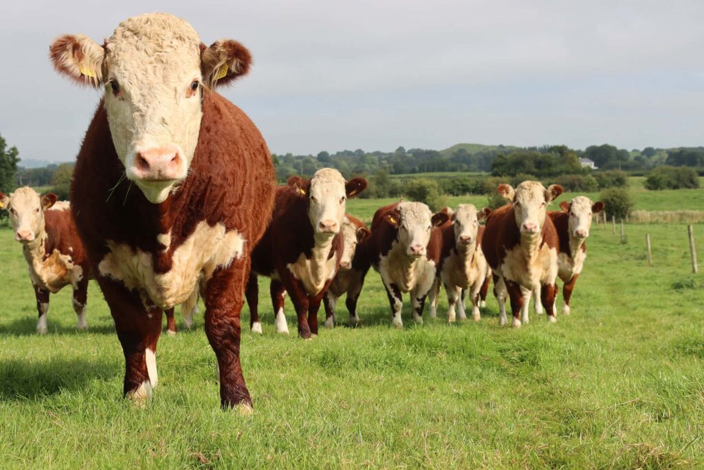 New Increased Hereford Off-Season Bonus Launched