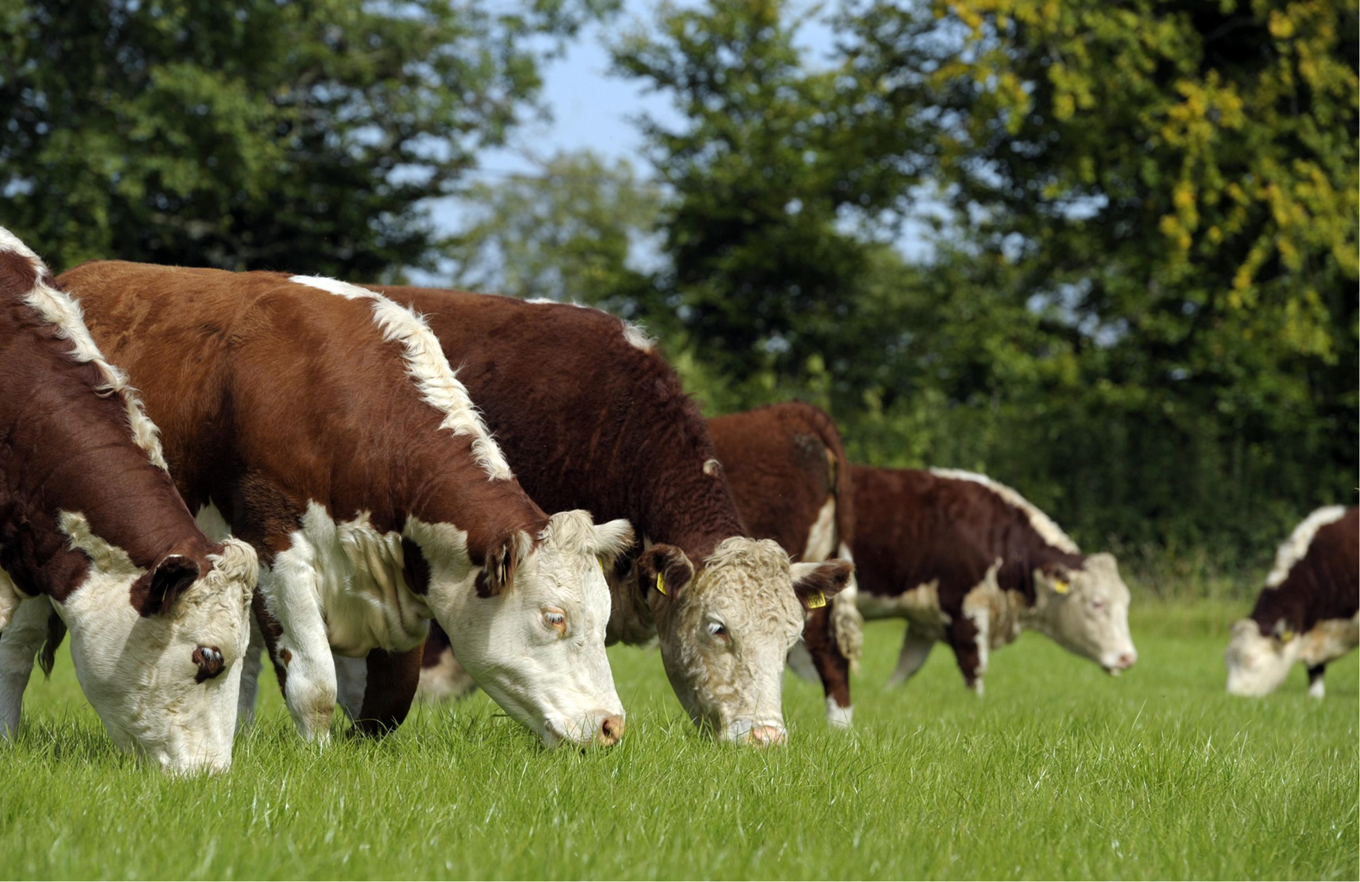 Irish Hereford Prime Team