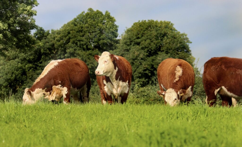 Spring / Summer 2025 Off-Season Bonus of 25 cent/KG Announced