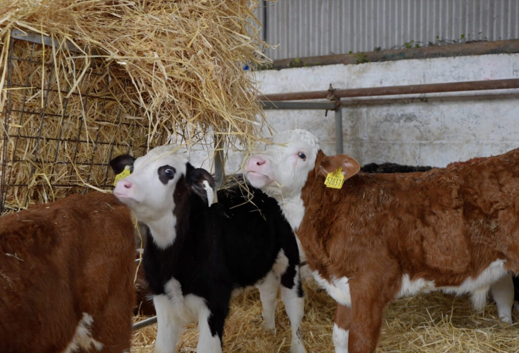 Irish Hereford Prime Launches 2025 Charity Calf Rearing Program