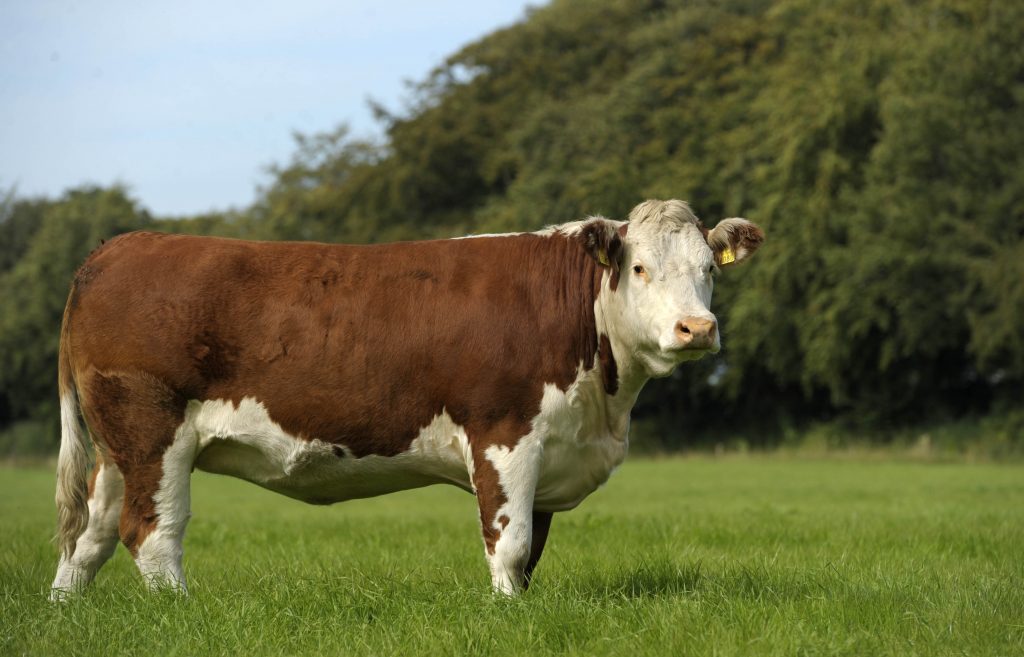 Irish Hereford Prime Team