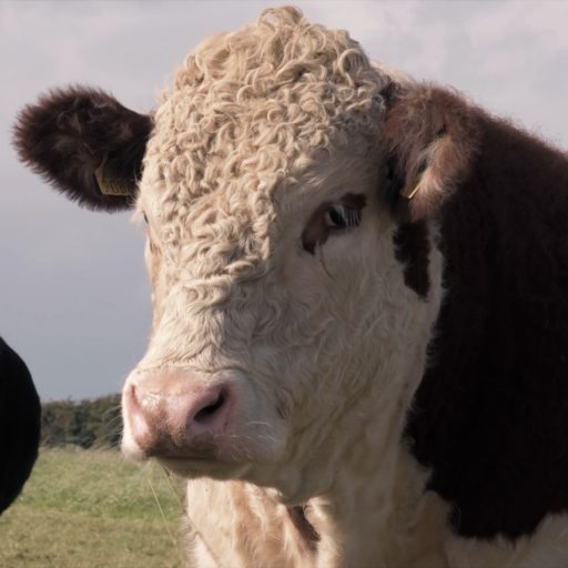 Irish Hereford Prime Team