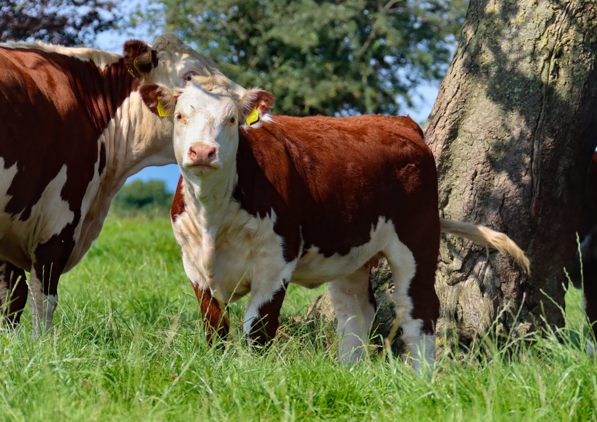 Irish Hereford Prime Team