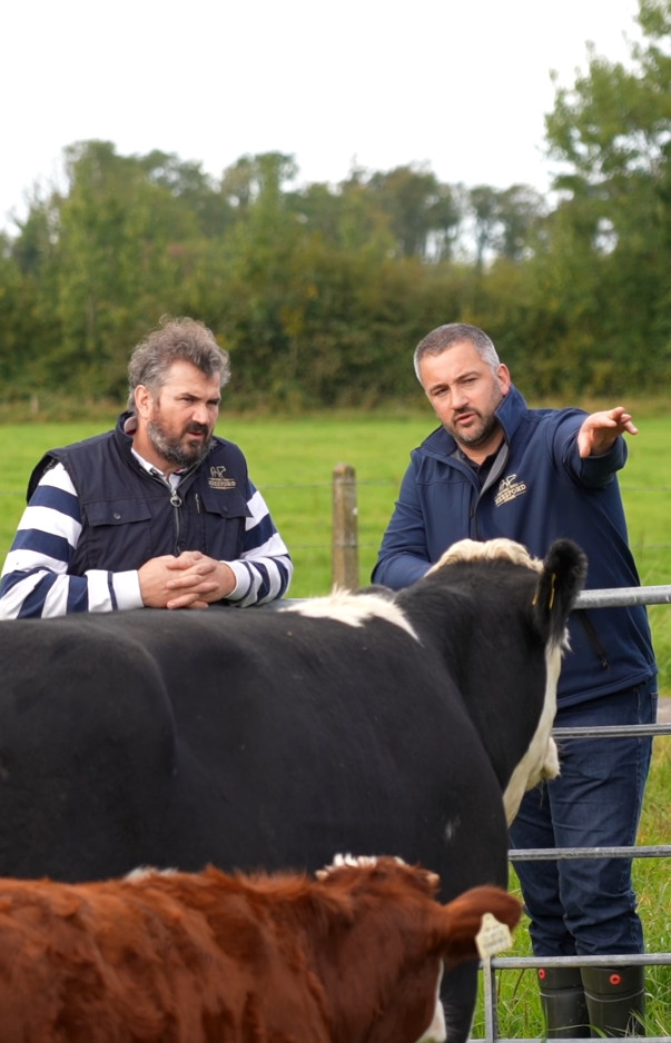 Irish Hereford Prime Team