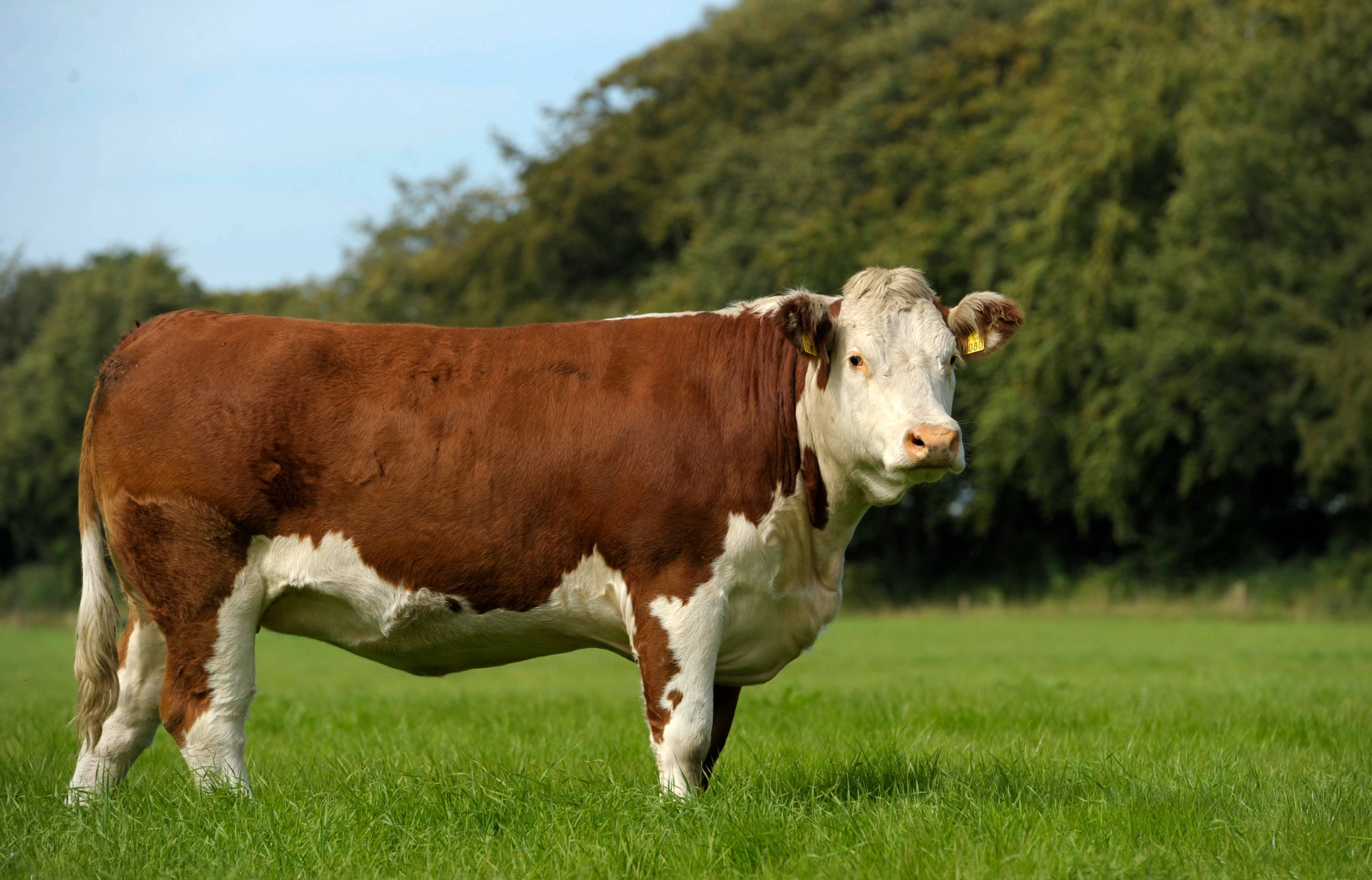 Irish Hereford Cows