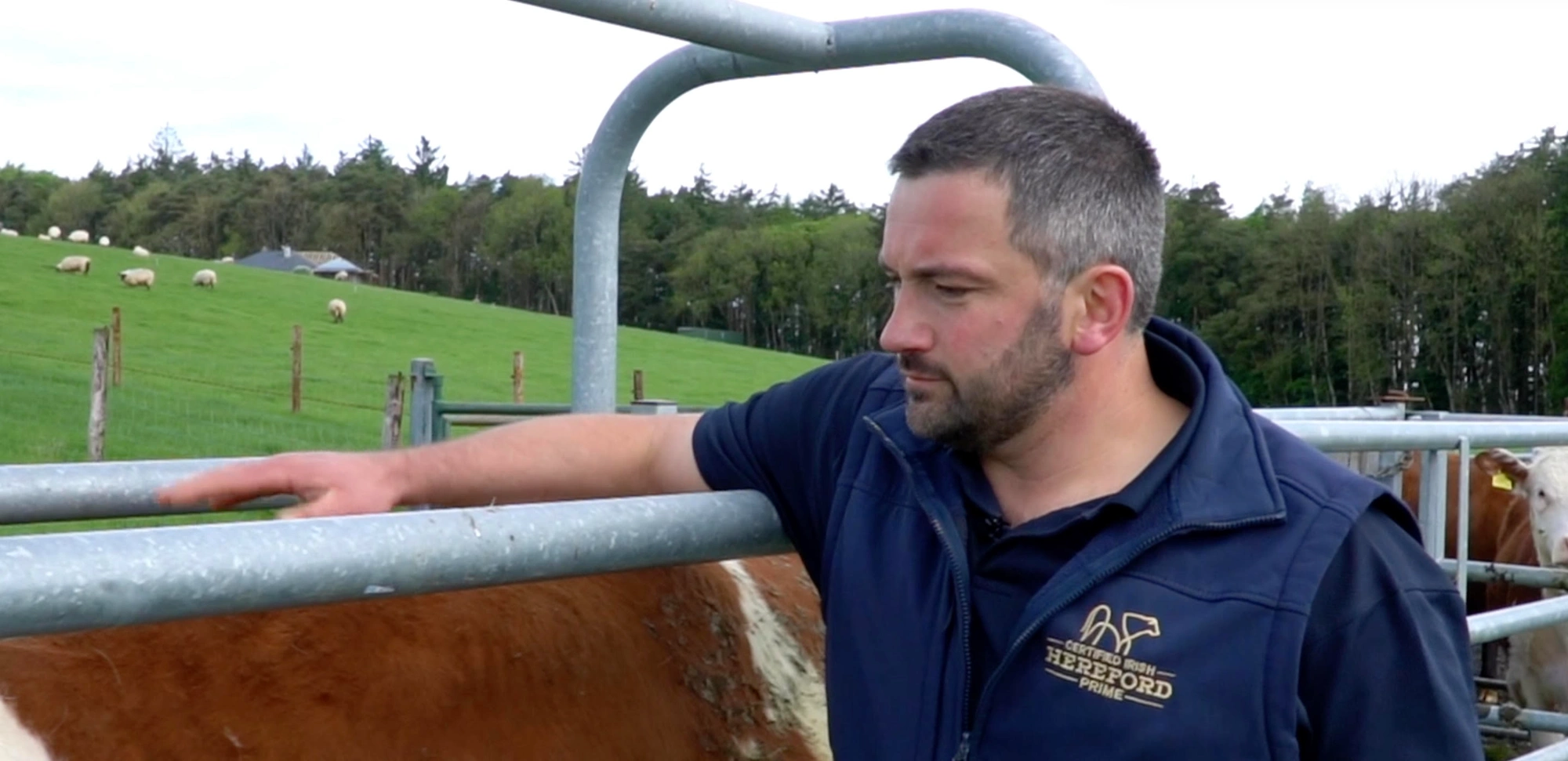 Irish Hereford Prime Team