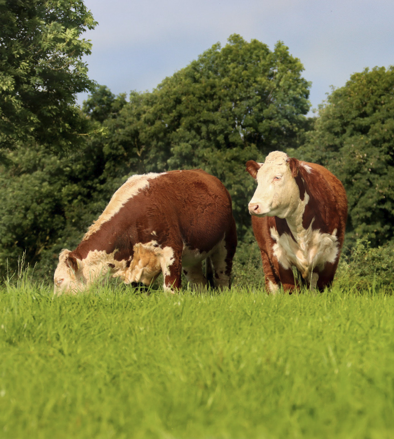 Irish Hereford Cows