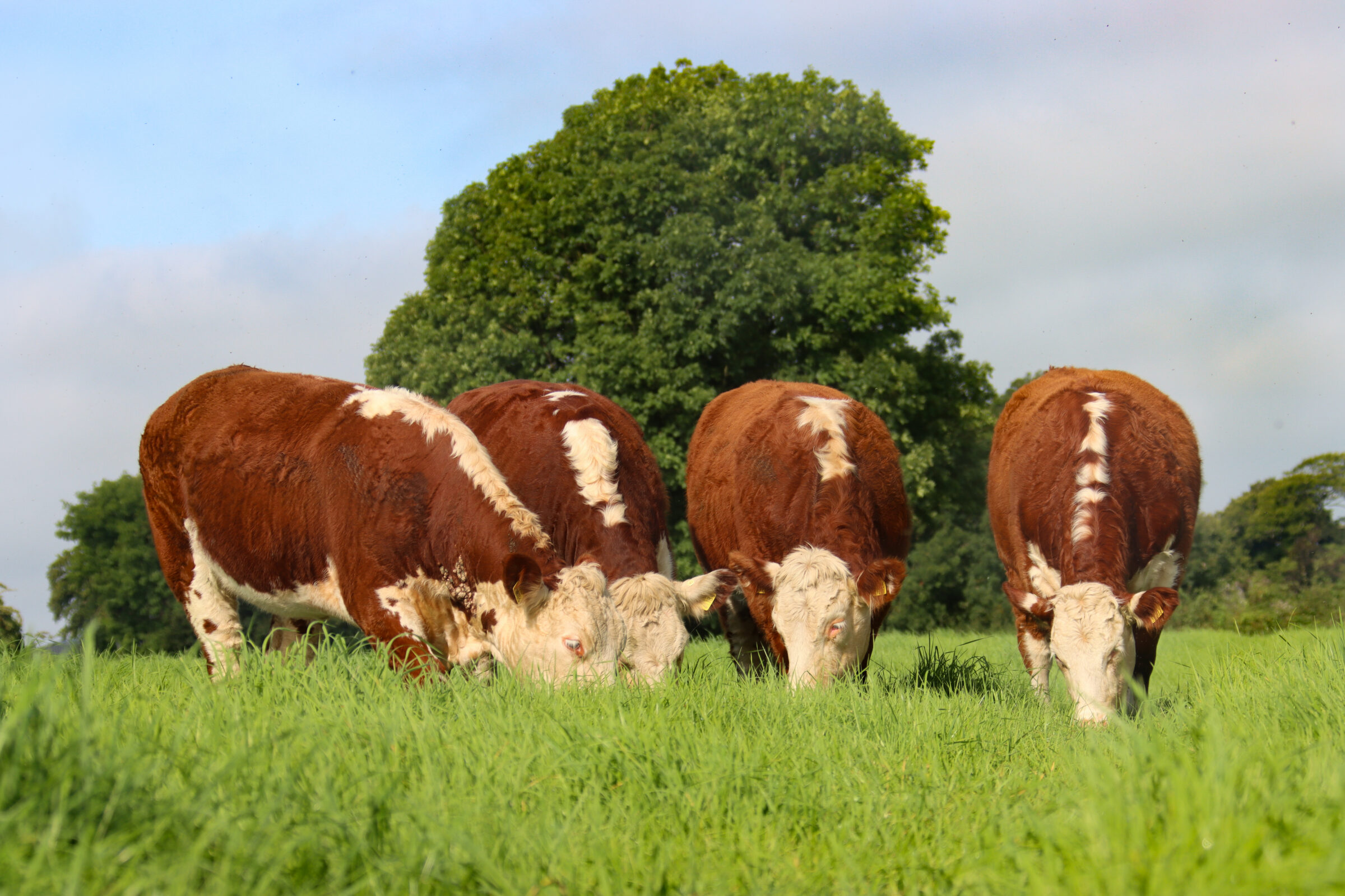 Irish Hereford Prime Team
