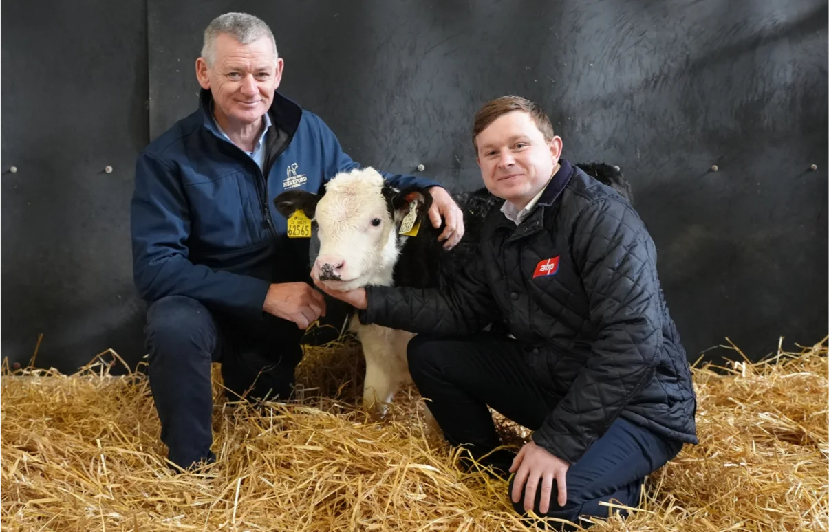 Irish Hereford Prime Team