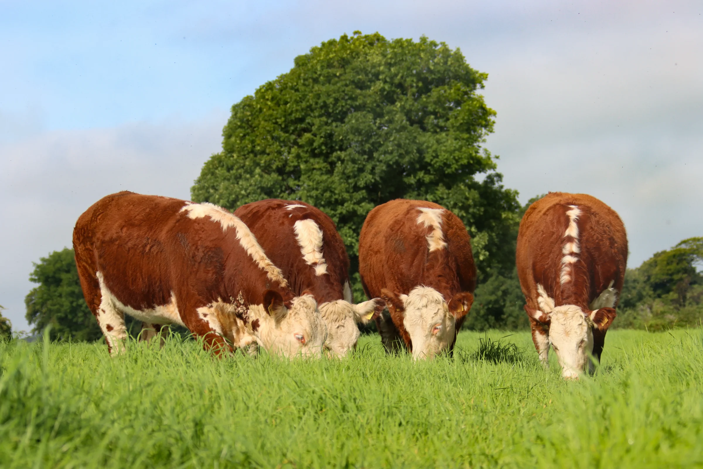 Irish Hereford Prime Team