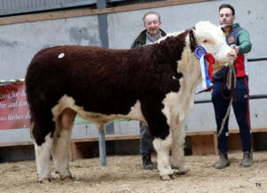 New High-Performance Hereford Sires Announced for the 2026 Breeding Season
