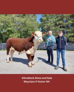Strong Demand Continues at Spring Hereford Bull Show & Sales