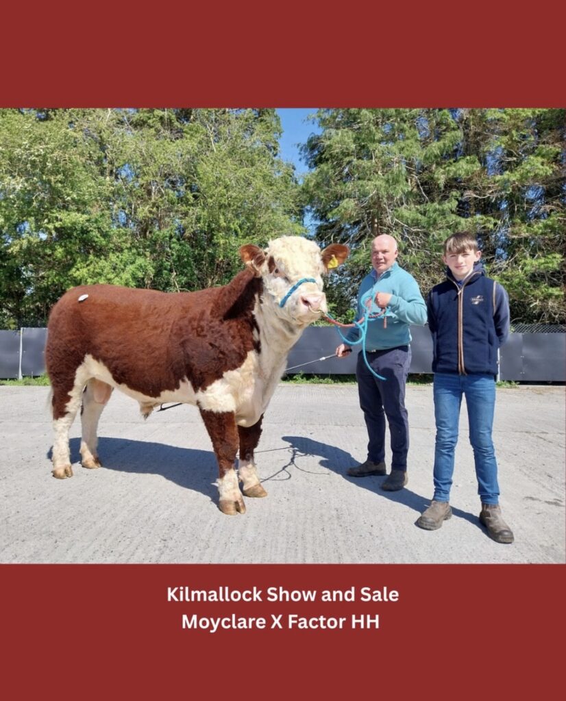 Strong Demand Continues at Spring Hereford Bull Show & Sales