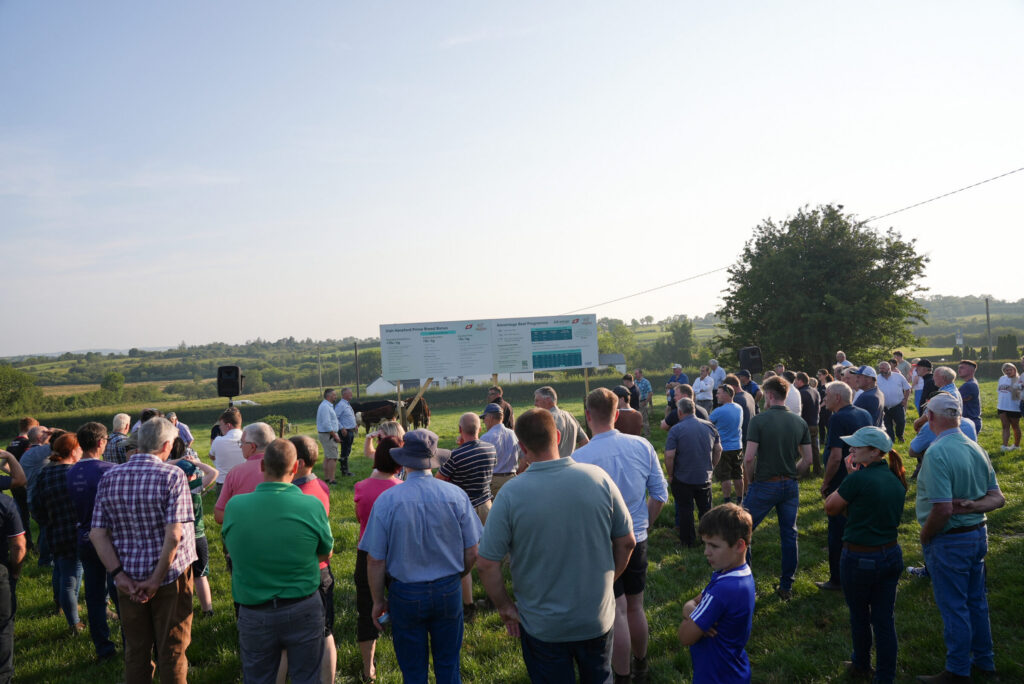 Irish Hereford Prime and ABP Farm Walk Showcases Practical Approaches to Profitable Beef Production