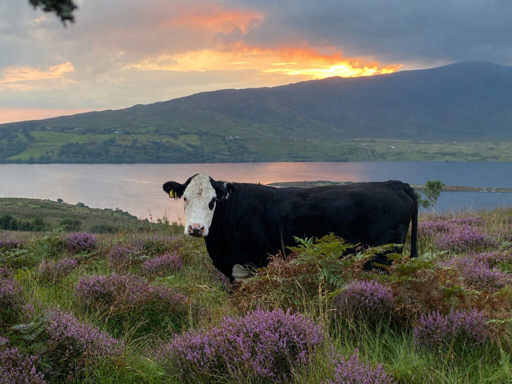 Fiona Murphy Takes Top Honours in 2026 Hereford Charity Photo Competition